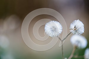 Beautiful white dandelion flowers close-up. close up of Dandelion