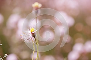 Beautiful white dandelion flowers close-up. close up of Dandelion