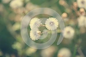 Beautiful white dandelion flowers close-up. vintage effect style