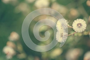 Beautiful white dandelion flowers close-up. vintage effect style