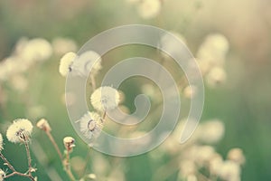 Beautiful white dandelion flowers close-up. vintage effect style