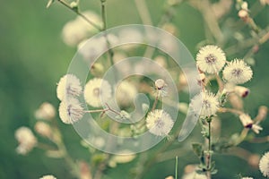 Beautiful white dandelion flowers close-up. vintage effect style