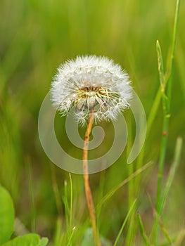 Beautiful white dandelion in a green field of grass
