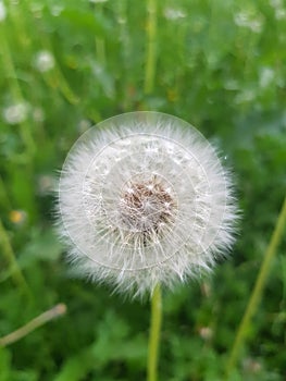 Beautiful white dandelion on green grass background near View on Sunny summer day