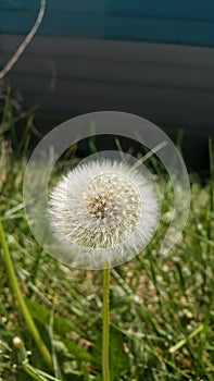 Beautiful White Dandelion On A Lawn