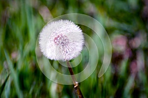 beautiful white Dandelion seeds in the spring sunlight