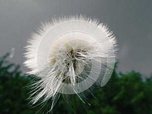 Dandelion