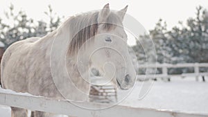 Beautiful white dappled horse standing behind fence in snow at a ranch looking in camera close up. Amazing thoroughbred
