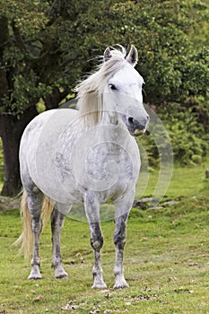 A Beautiful White Dartmoor Pony, Devon, England