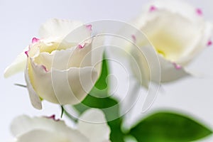 Beautiful white delicate eustoma or lisianthus flowers with pink tips of petals / soft focus with shallow depth of field