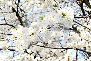 Beautiful white delicate flowers bloom on a cherry tree on a sunny spring day against a blue bright sky