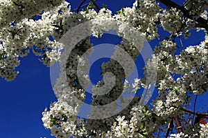 Beautiful white delicate flowers bloom on a cherry tree on a sunny spring day against a blue bright sky
