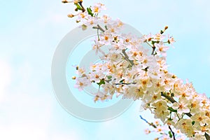 Beautiful white delicate spring flowers, sky. Tendeness,softness