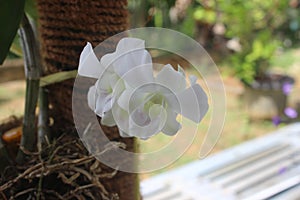 Beautiful white dendrobium nobile orchid flower