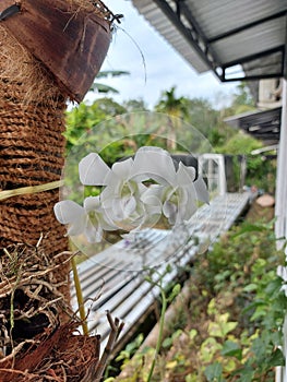 Beautiful white dendrobium nobile orchid flower