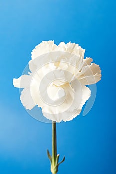 Beautiful white Dianthus flowers on blue background