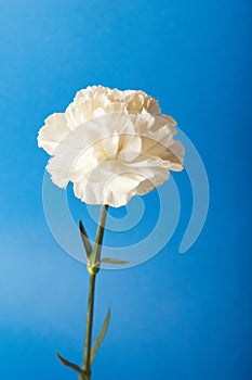 Beautiful white Dianthus flowers on blue background