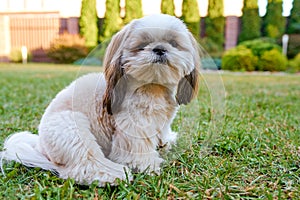 Beautiful white dog shih tzu sits on the green grass in the garden