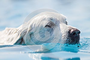 Beautiful white dog swims through clear blue water.