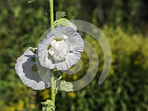 Beautiful white double flower of hollyhock