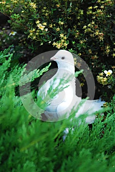 Beautiful white dove sitting on the ground in green grass bush