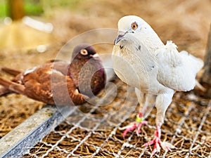 Beautiful White dove with Steiger cropper brown pigeon