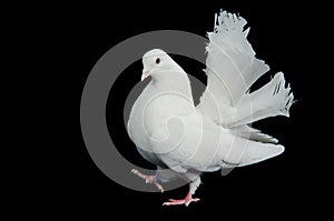 Beautiful white dove walking