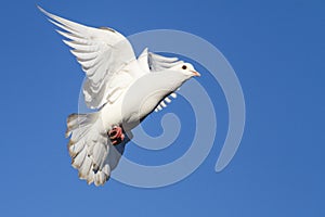 Beautiful white doves on the blue sky
