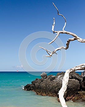 Beautiful white drywood branches adding to serenity of Waialea  beach