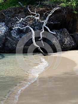 Beautiful white drywood branches adding to serenity of Waialea  beach