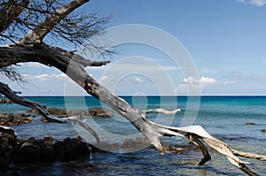 Beautiful white drywood branches adding to serenity of Waialea  beach