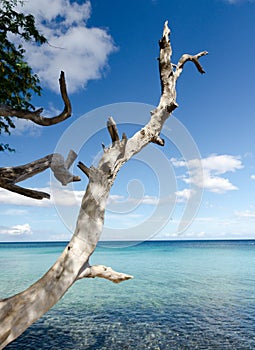 Beautiful white drywood branches adding to serenity of Waialea  beach