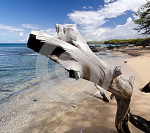 Beautiful white drywood branches adding to serenity of Waialea  beach