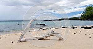 Beautiful white drywood branches adding to serenity of Waialea  beach