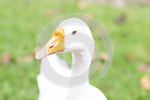 Beautiful White Duck with Yellow Beak