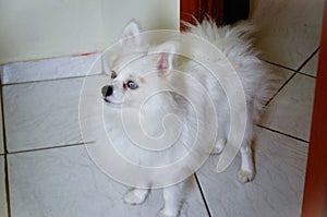 A beautiful white dwarf German Spitz dog with blue eyes photo