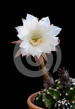 Beautiful white Echinopsis subdenudata flower