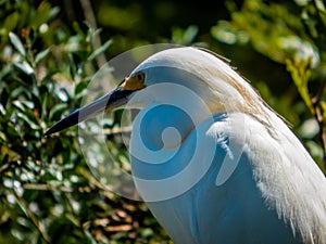 A beautiful white Egret bird in the Florida near Saint Augustine