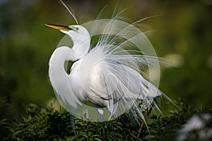 Beautiful white egret in breeding plumage fluffs up his feathers on display