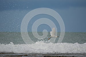 A beautiful white egret flying low next to the break of sea waves on a beach in Alagoas-BR