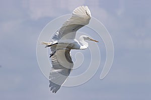 Beautiful White Egret flying overhead