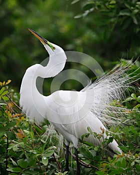 Beautiful white egret in spring breeding plumage