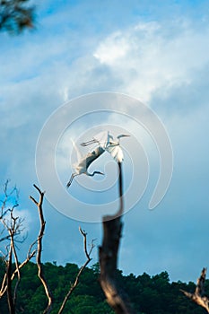 Beautiful white egrid birds was flying on the sky  Liquica Timor Leste