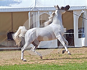 Beautiful white egyptian arabian horse