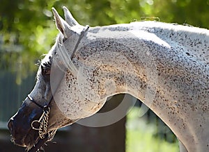 Beautiful white egyptian arabian horse