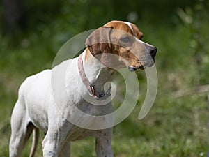 Beautiful white English pointer dog with a brown head.