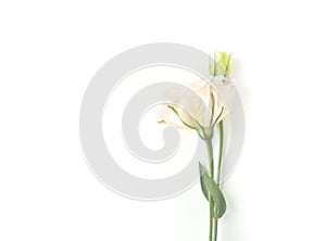 Beautiful  white eustoma flower lisianthus in full bloom with green leaves