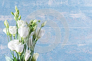 Beautiful white eustoma flowers isolated on white background. White delicate small roses on blue background