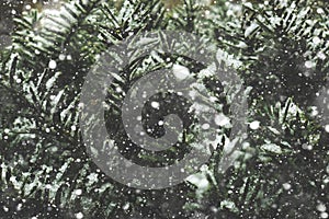 Beautiful White Falling Snow Cold Winter Christmas Snowflakes Texture Over Close Up Of Evergreen Pine Tree Branches Background Wit