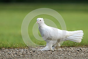 Beautiful white farmed pigeon walking photo